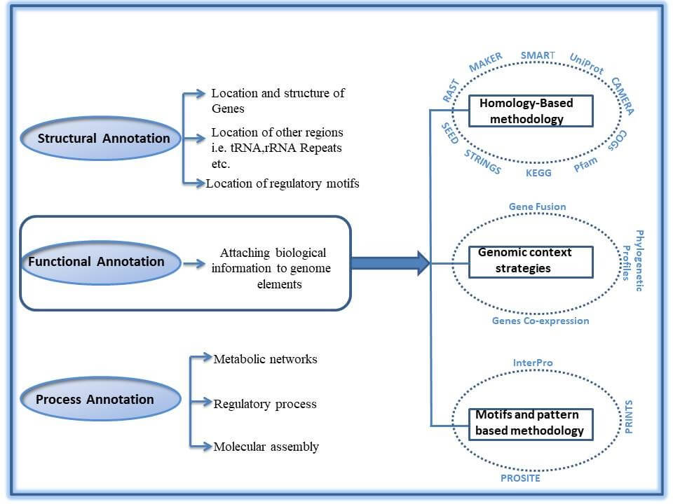 Genome Annotation
