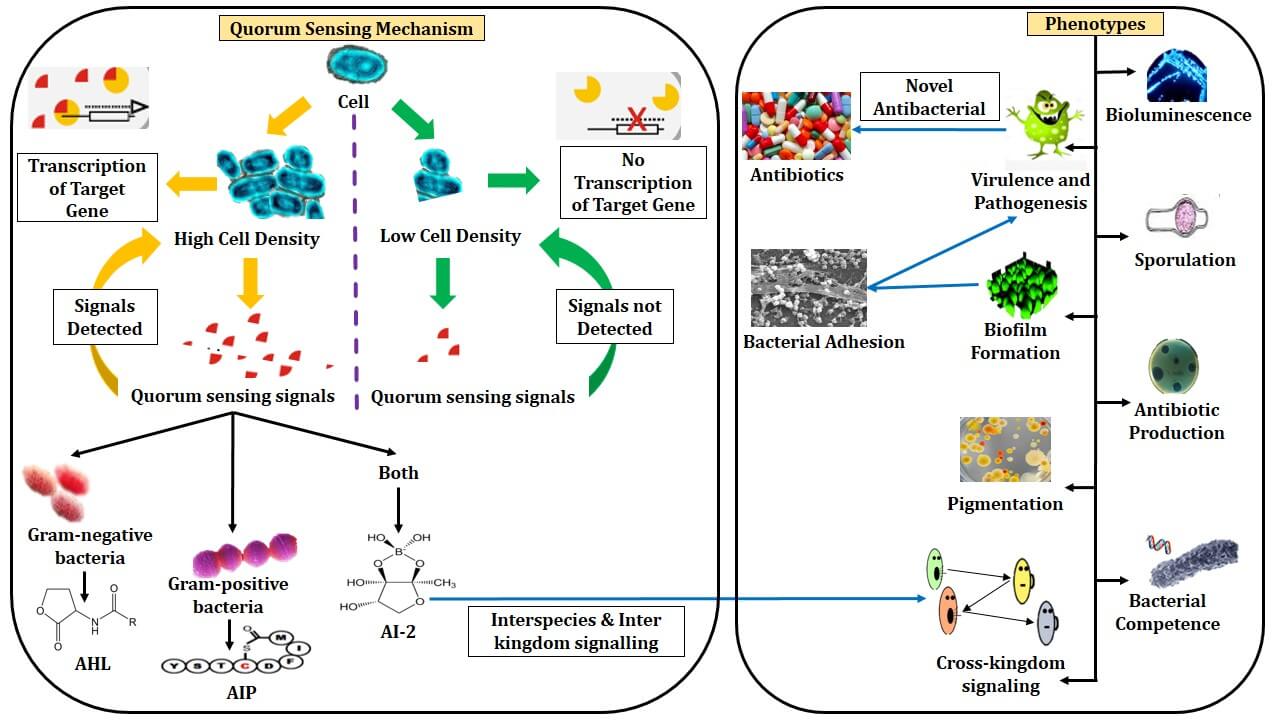 Quorum Sensing