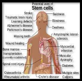Stem Cells Therapeutic Purposes